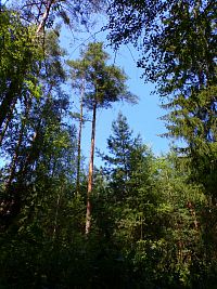Les Častovec (Běleč nad Orlicí)