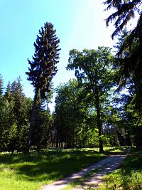 Les Černá stráň (Hradec Králové)