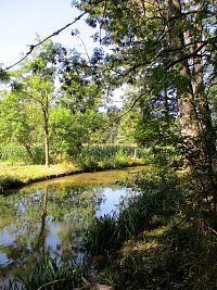 Opatovický kanál u lesa Šviholce (Lázně Bohdaneč)