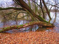 Staré Labe u Třebše (Hradec Králové)