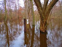 Slepé rameno Orlice u Stříbrného rybníka (Hradec Králové)