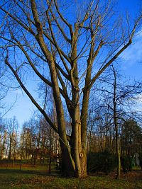 Park Na Špici (Pardubice)