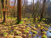 Mokřady v Těchlovickém lese (Těchlovice)