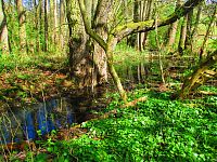 Lužní lesy mezi lokalitami U Vackovy dubiny a Olšiny (Hradec Králové)