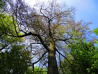 Ssuté Břehy (Týniště nad Orlicí)