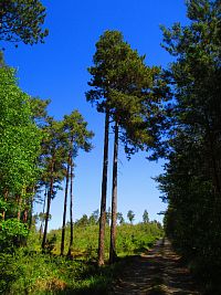 Les Bohra (Brocno)