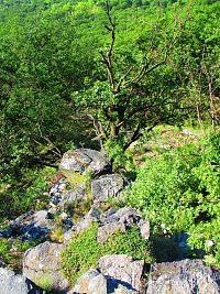 Kibička (Lhotka nad Labem)