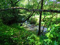 Staré koryto řeky Labe (Předměřice nad Labem)