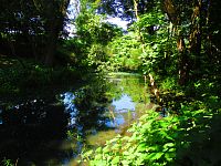 Staré koryto řeky Labe (Předměřice nad Labem)