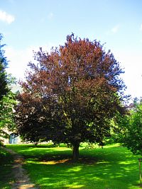 Zámecký park v Hrubém Rohozci (Daliměřice)