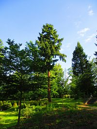 Zámecký park v Hrubém Rohozci (Daliměřice)