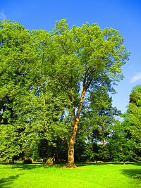 Zámecký park v Hrubém Rohozci (Daliměřice)