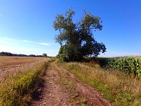 Cesta u Roháje (Skalička)