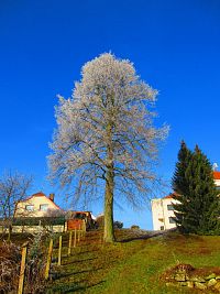 Strom u školy (Ohnišov)