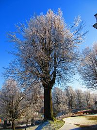 Strom u kostela (Ohnišov)