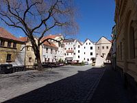 Památné jerlíny japonské na Wernerově nábřeží (Pardubice)