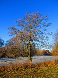 Farské jezero (Hradec Králové)