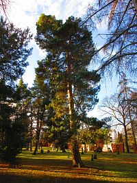 Vojenský hřbitov na Pouchově (Hradec Králové)