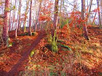 Stezka ke křížové cestě (Bohosudov)