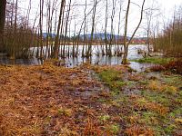 Rybník Vražda (Jinolice)