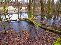 Rybník Vražda (Jinolice)