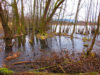 Rybník Vražda (Jinolice)