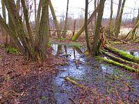 Rybník Vražda (Jinolice)