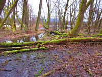 Rybník Vražda (Jinolice)