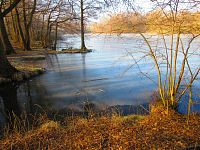 Rybník Rudý sever (Hamr u Litvínova)