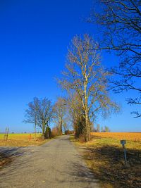 Hřibojedská cesta (Hvězda)