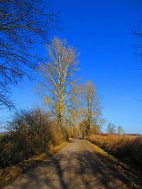 Hřibojedská cesta (Hvězda)