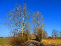 Hřibojedská cesta (Hvězda)