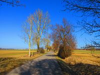 Hřibojedská cesta (Hvězda)