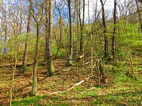 Kopec Ronov (Blíževedly)