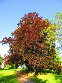 Hamzův park a arboretum (Luže-Košumberk)