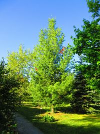 Hamzův park a arboretum (Luže-Košumberk)