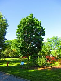 Hamzův park a arboretum (Luže-Košumberk)