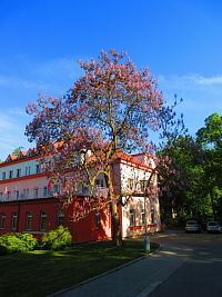 Hamzův park a arboretum (Luže-Košumberk)