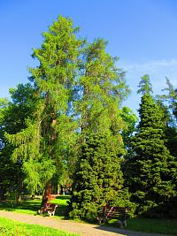 Hamzův park a arboretum (Luže-Košumberk)
