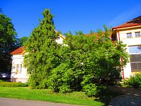 Hamzův park a arboretum (Luže-Košumberk)