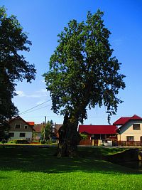 Popovický dub (Popovice)