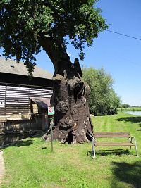 Popovický dub (Popovice)