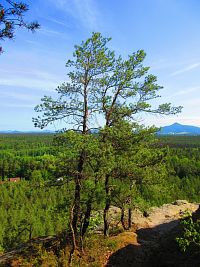 Hradčanská vyhlídka (Ralsko)