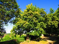 Zámecký park (Benátky nad Jizerou)