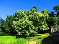 Zámecký park (Benátky nad Jizerou)