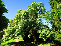 Zámecký park (Benátky nad Jizerou)