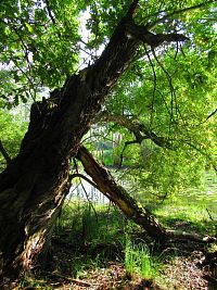 V Lukách (Hradec Králové)