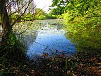 V Lukách (Hradec Králové)