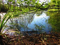 V Lukách (Hradec Králové)