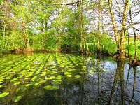 V Lukách (Hradec Králové)